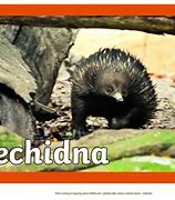 Image result for Echidna Drawing