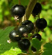 Image result for Ribes nigrum Wellington XXX