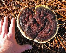 Image result for Dyer's Polypore