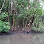 Image result for Caroni Swamp
