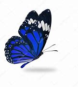 Image result for Butterfly Ladfin