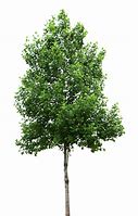 Image result for Tree Transparent Background