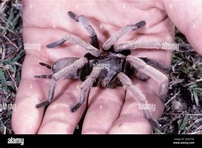 Image result for A Bird Eating Spider