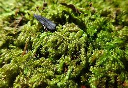 Image result for Mosses Native to Florida