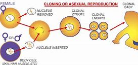 Image result for Human Reproductive Cloning