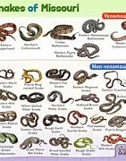 Image result for Common Missouri Snakes