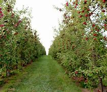 Image result for Apple Fruit Wall