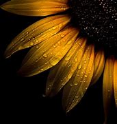 Image result for Sunflower Wallpaper Galaxy