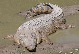 Image result for World's Biggest Saltwater Crocodile