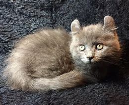 Image result for Blue Munchkin Cat
