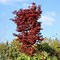 Image result for Acer palmatum Skeeters Broom