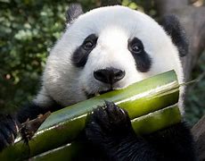 Image result for Zoo Panda Eating Bamboo