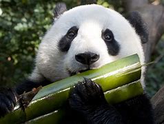 Image result for Panda Chewing Bamboo Pics
