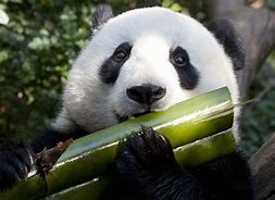 Image result for Panda Eating Bamboo in Sanctuary