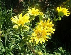 Image result for Silphium integrifolium JS Stand Up