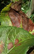 Image result for Leaf Curl On Young Apple Tree