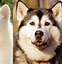 Image result for Samoyed Siberian Husky Mix