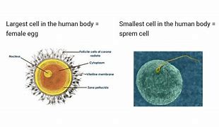 Image result for Smallest Type of Cell