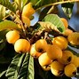 Image result for Fruit Similar to Apple