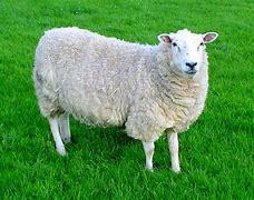 Image result for Domestic sheep
