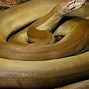 Image result for Biggest Snake Species in the World