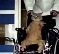 Image result for Wheelchair Cat Meme
