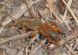 Image result for Mole Cricket Bug