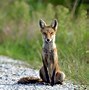 Image result for Cute Summer Animals
