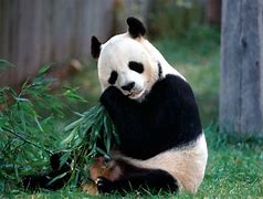 Image result for Small Panda Eating Bamboo