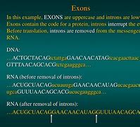 Image result for DNA Exons and Introns