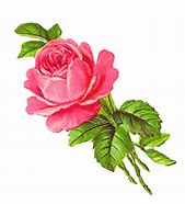 Image result for Vintage Pink Rose Clip Art