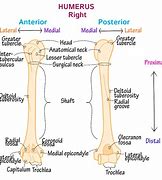 Image result for humeral