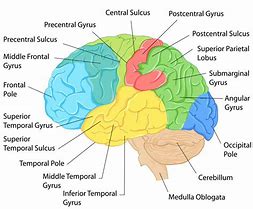 Image result for The Anatomy of Impairment Brain Chart