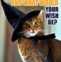 Image result for Witch Cat Meme