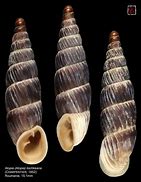 Image result for alopucia