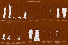 Horse Markings By Kitt Cat On Deviantart