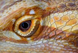 Image result for Lizard with Big Eyes