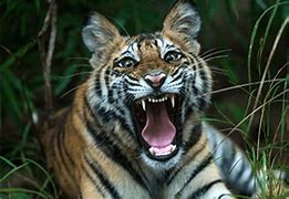 Image result for Tigers Mourning Death
