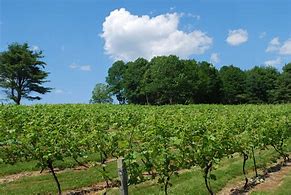 Image result for Maine Vines