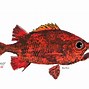 Image result for Ulua Fish Clip Art