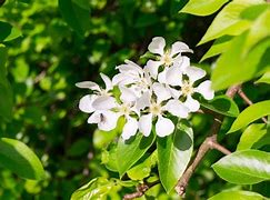 Image result for Wild Apple Tree Leaves