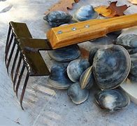 Image result for Raking Clams