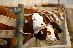 Image result for Beef Cattle Feed