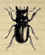 Image result for Vintage Bug Cartoon