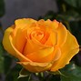 Image result for Fragrant Yellow Rose Bushes