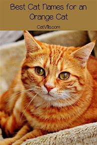 Image result for Orange Tabby Cat Names Female