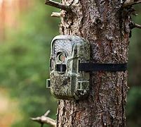 Image result for Tree Camera