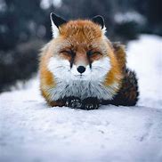 Image result for Cute Fox Background