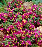 Bildergebnis für Polygala chamaebuxus Grandiflora