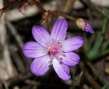 Image result for Lewisia leana
